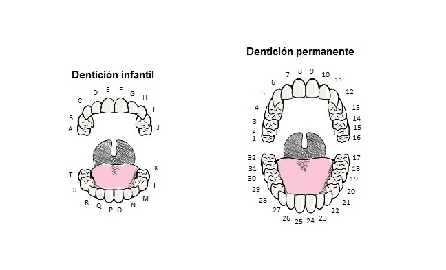NUMERACION DENTAL DE LA ADA ASOCIACION DENTAL AMERICANA Autor: Evander Ismael Heredia Zepeda. Licencia CC BY-NC-SA 4.0 Link: www.hr-dental.com