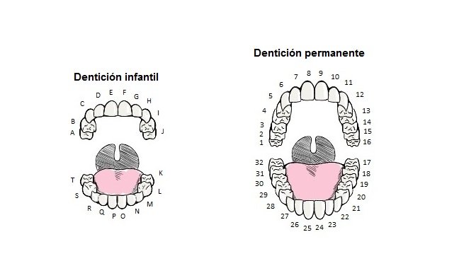 Nomenclatura Dental