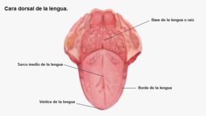 La lengua-Odontología-partes de la lengua